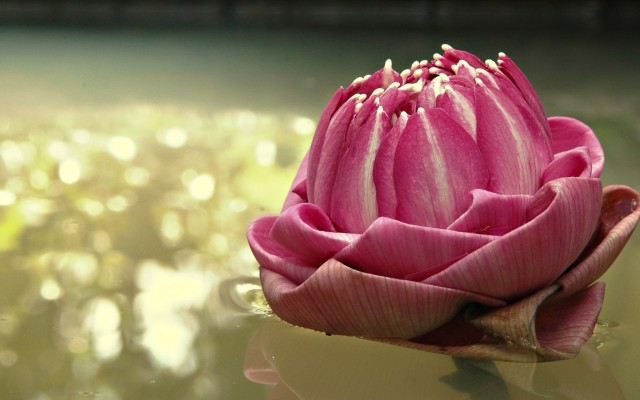 Flowers. Desktop wallpaper