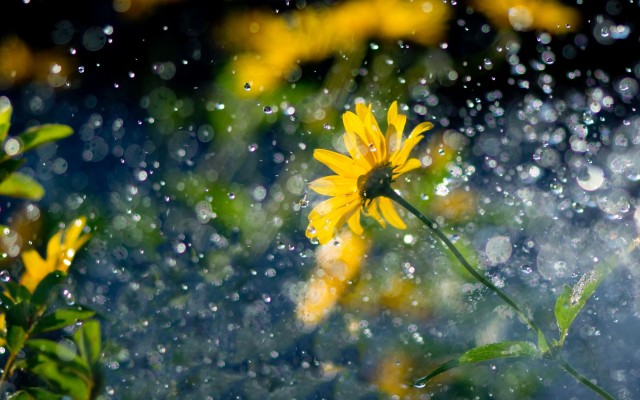 Flowers. Desktop wallpaper