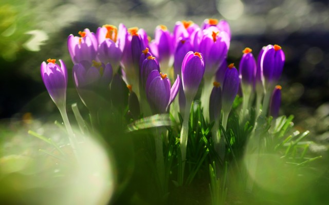 Flowers. Desktop wallpaper