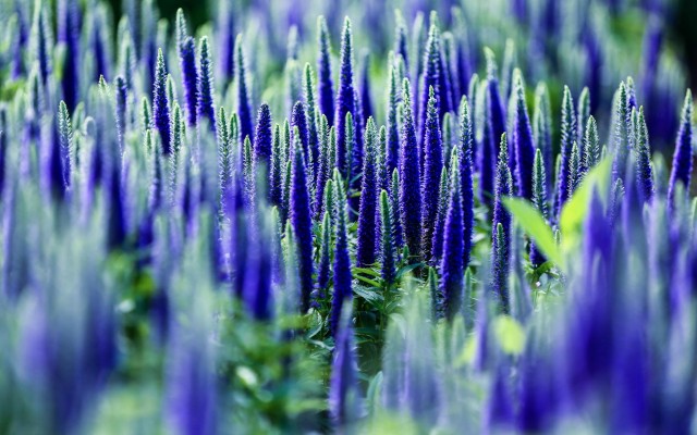 Flowers. Desktop wallpaper