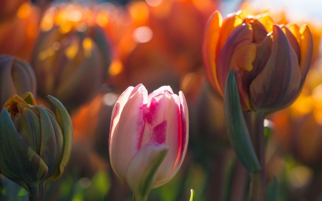 Flowers. Desktop wallpaper