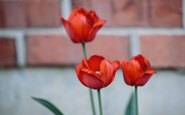 Flowers. Desktop wallpaper