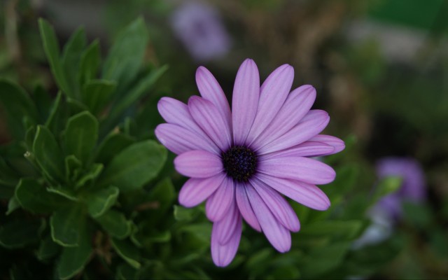 Flowers. Desktop wallpaper
