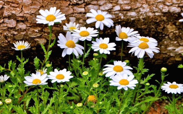 Flowers. Desktop wallpaper