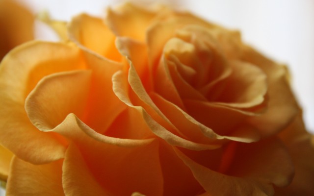 Flowers. Desktop wallpaper