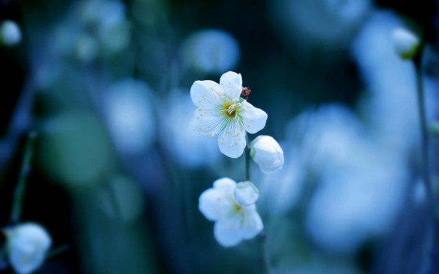 Flowers. Desktop wallpaper