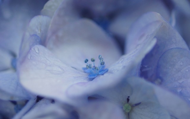 Flowers. Desktop wallpaper