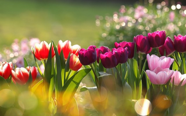 Flowers. Desktop wallpaper