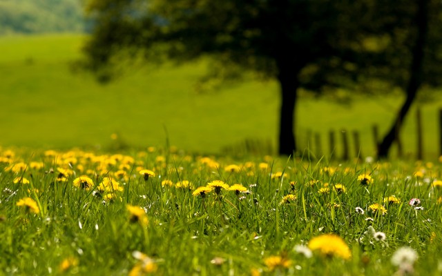 Flowers. Desktop wallpaper