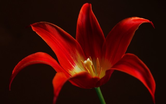 Flowers. Desktop wallpaper