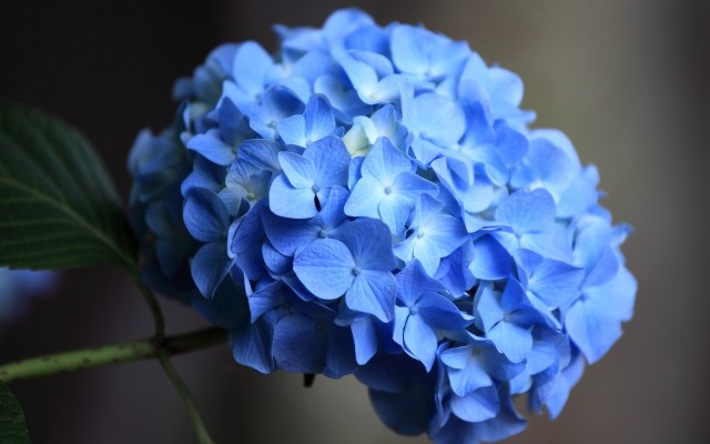 Flowers. Desktop wallpaper