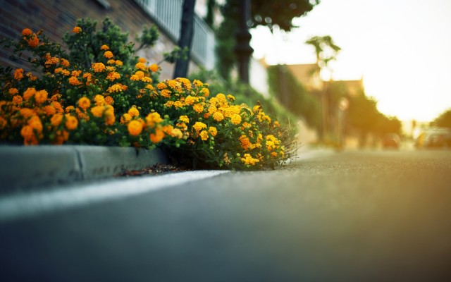 Flowers. Desktop wallpaper