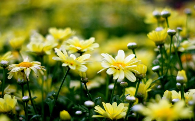 Flowers. Desktop wallpaper