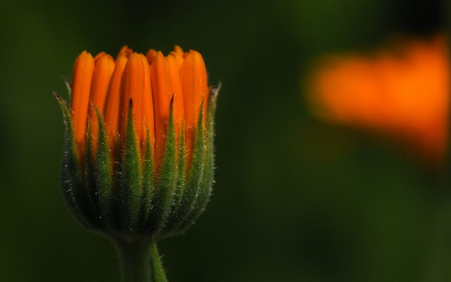Flowers. Desktop wallpaper