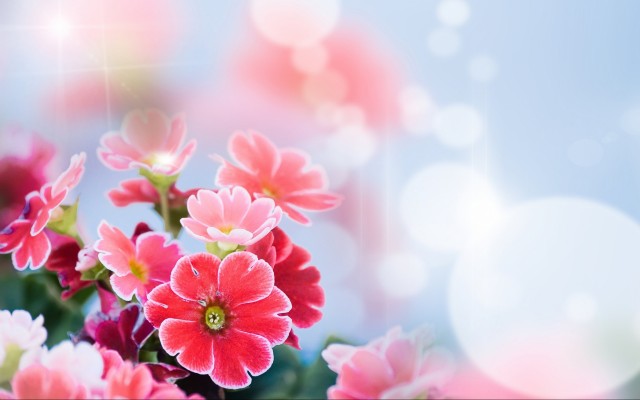 Flowers. Desktop wallpaper