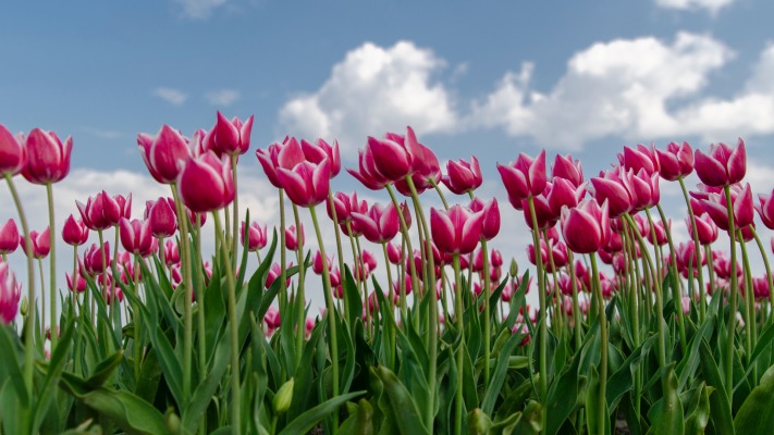 Flowers. Desktop wallpaper