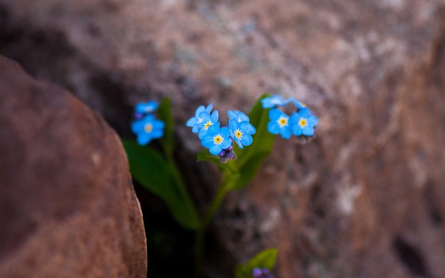 Flowers. Desktop wallpaper