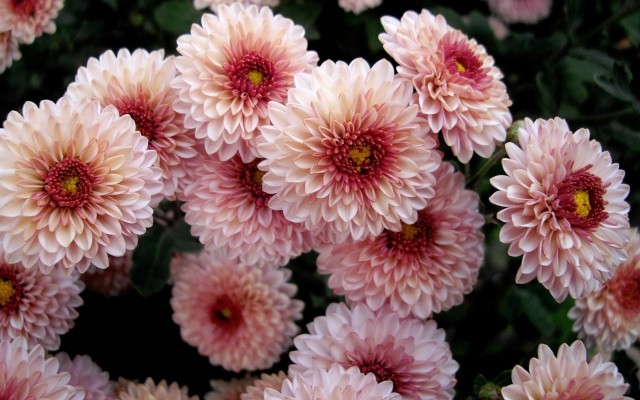 Flowers. Desktop wallpaper
