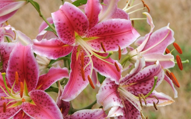 Flowers. Desktop wallpaper