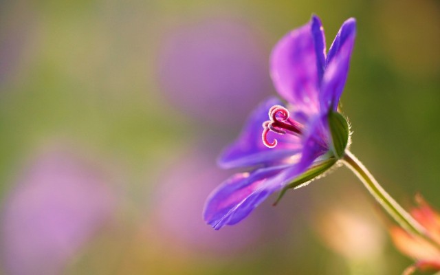 Flowers. Desktop wallpaper