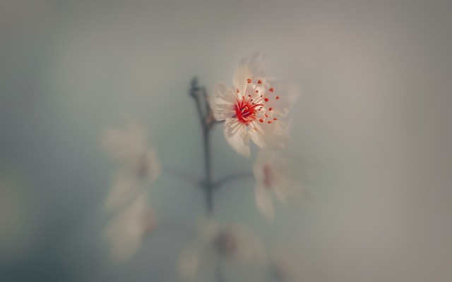 Flowers. Desktop wallpaper
