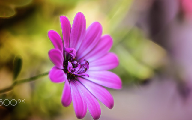 Flowers. Desktop wallpaper