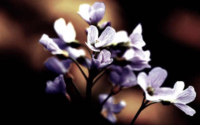 Flowers. Desktop wallpaper
