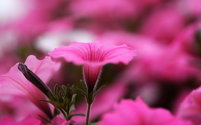 Flowers. Desktop wallpaper
