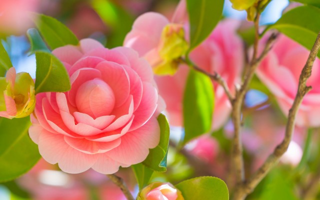Flowers. Desktop wallpaper