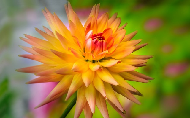 Flowers. Desktop wallpaper