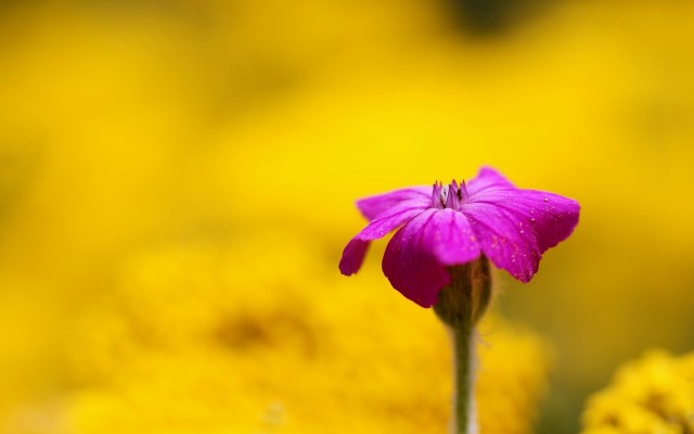 Flowers. Desktop wallpaper
