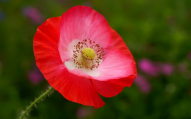 Flowers. Desktop wallpaper