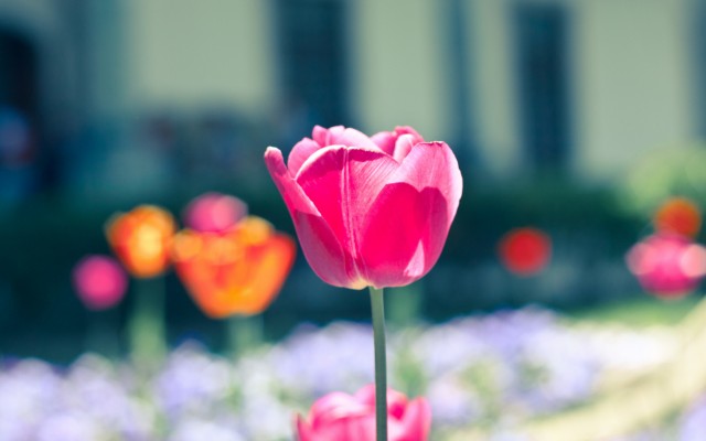 Flowers. Desktop wallpaper