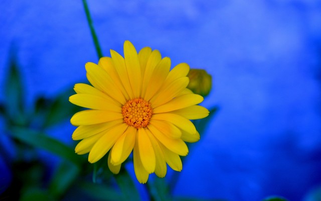 Flowers. Desktop wallpaper