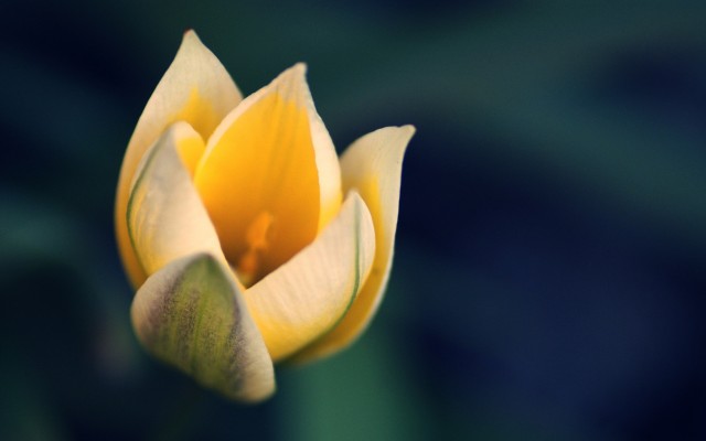 Flowers. Desktop wallpaper