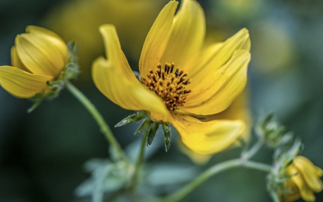 Flowers. Desktop wallpaper