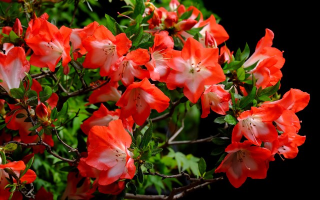Flowers. Desktop wallpaper