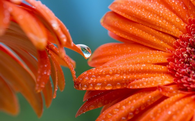 Flowers. Desktop wallpaper