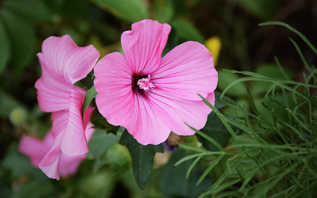 Flowers. Desktop wallpaper