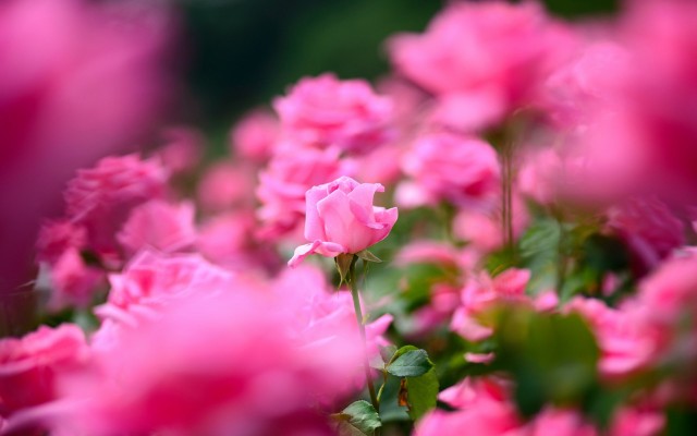 Flowers. Desktop wallpaper