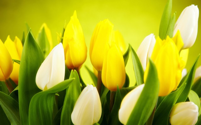 Flowers. Desktop wallpaper