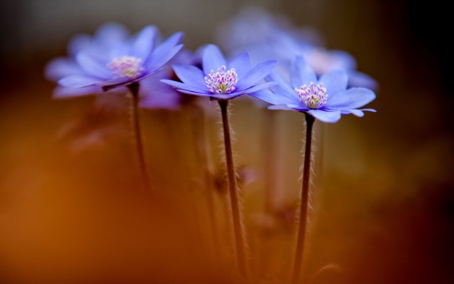 Flowers. Desktop wallpaper