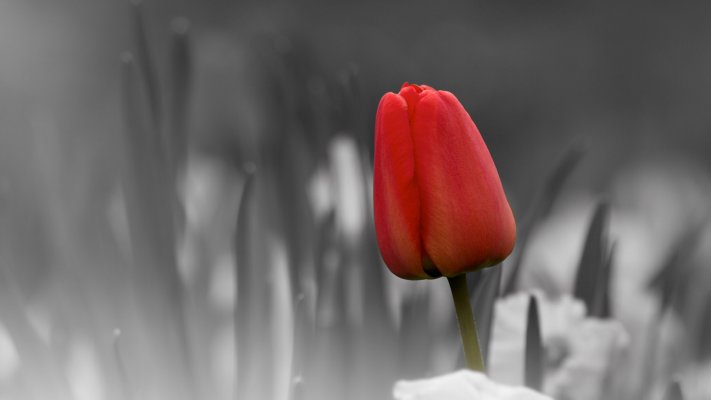 Flowers. Desktop wallpaper