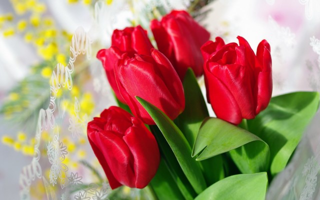 Flowers. Desktop wallpaper