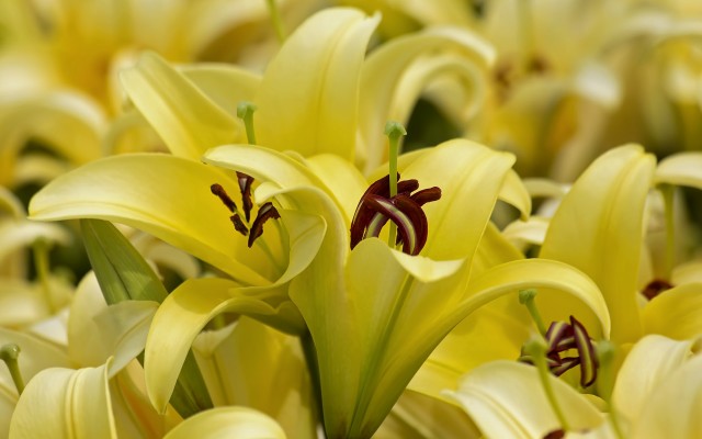Flowers. Desktop wallpaper