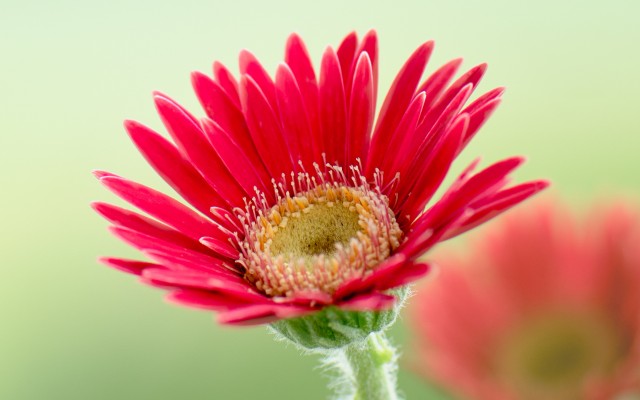 Flowers. Desktop wallpaper