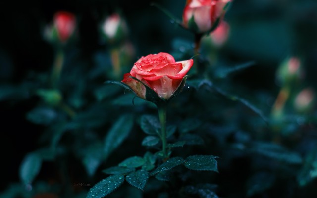 Flowers. Desktop wallpaper