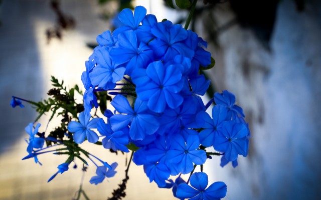 Flowers. Desktop wallpaper
