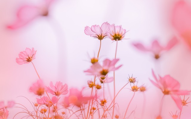 Flowers. Desktop wallpaper