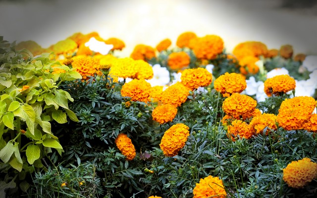 Flowers. Desktop wallpaper
